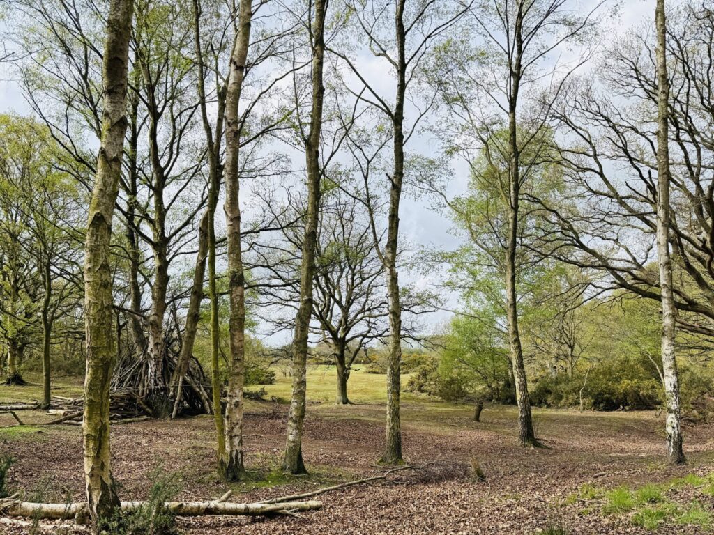 Beccles Common - Silvery Birches